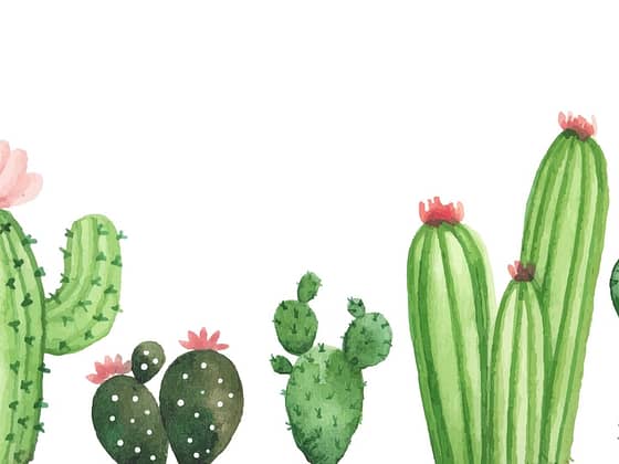 cactuses